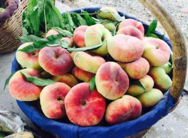 蟠桃什么时候成熟,蟠桃三千年一开