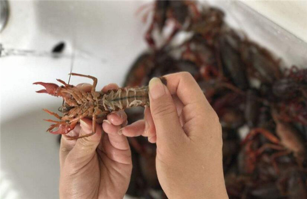 虾尾怎么清洗,清洗虾尾有两方法