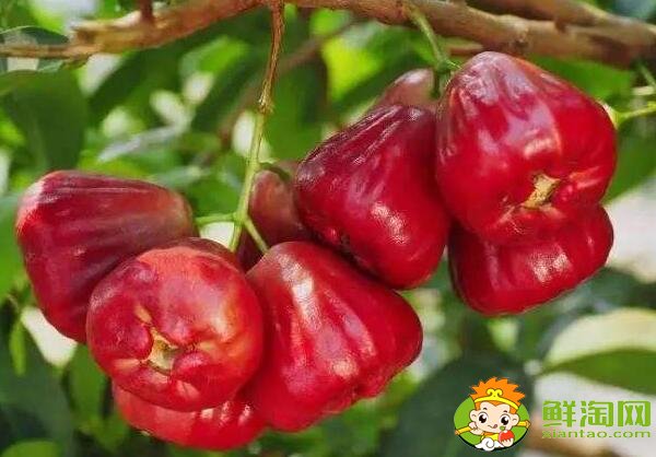 莲雾好吃吗(莲雾什么味道),莲雾怎么吃图解法