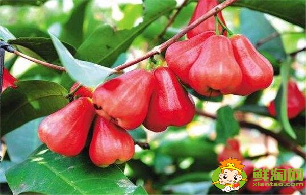 水果莲雾的营养价值高吗(莲雾的营养价值是啥),莲雾的营养价值及功效