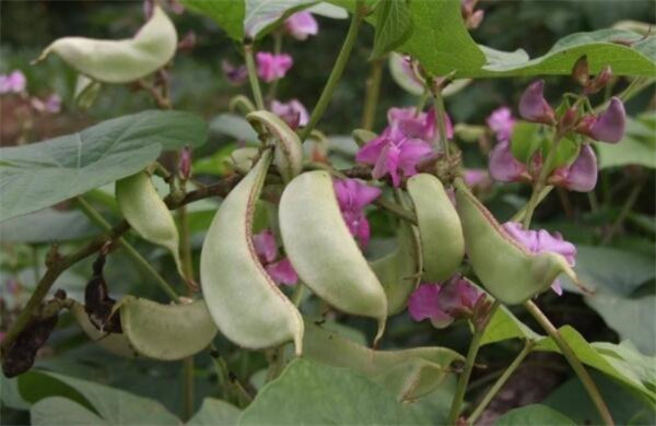 扁豆不能和什么一起吃,扁豆和什么一起吃最好