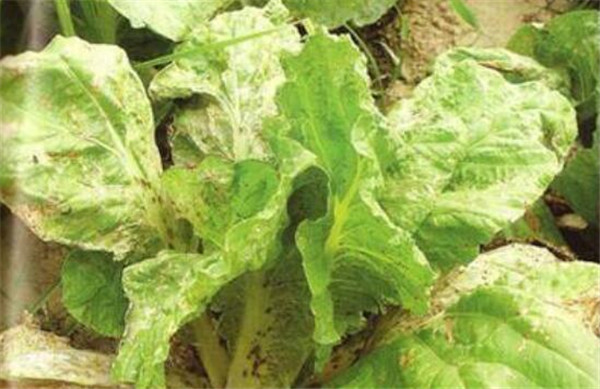常见病害小白菜防治方法,白粉病要消灭病菌