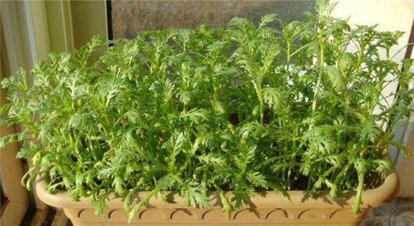 最佳茼蒿的种植时间,茼蒿种植最好选在春秋两季