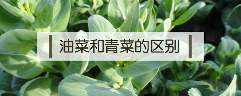 油菜和青菜的区别