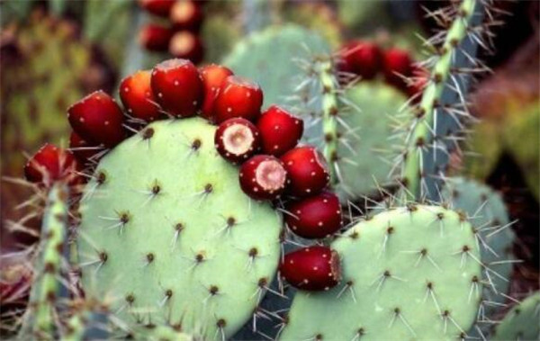 仙人掌果怎么储存,仙人掌果的储存方法