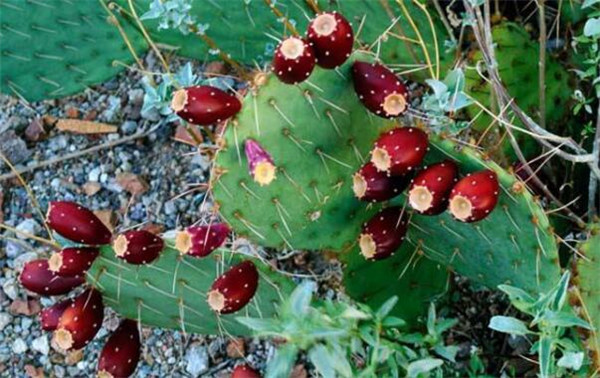 仙人掌的水分储存在哪里,仙人掌为什么会储存那么多水分