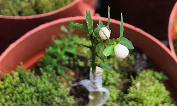 澳洲指橙苗种植技巧,澳洲指橙生长环境