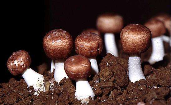 姬松茸的功效与禁忌,松茸不能和什