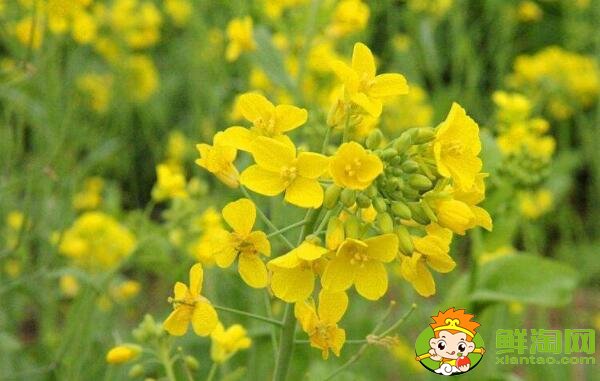 油菜花与油菜是同一个品种吗,油菜花什么时候开花