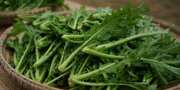 雪里蕻菜长什么样,雪里红和雪里蕻