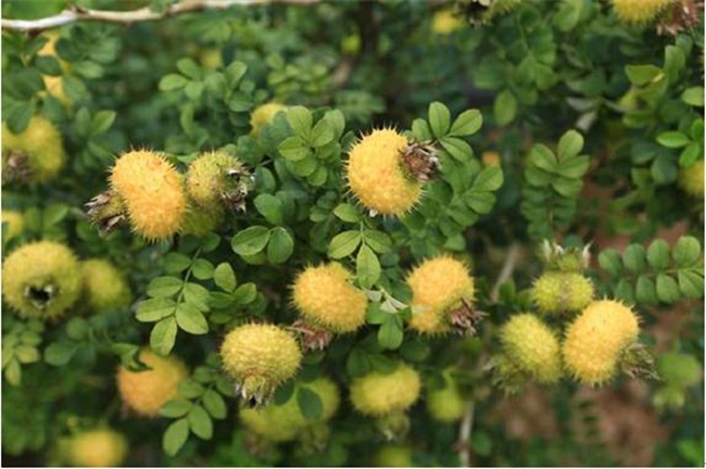 山上红色的野果子叫什么,山上的野刺梨有几种
