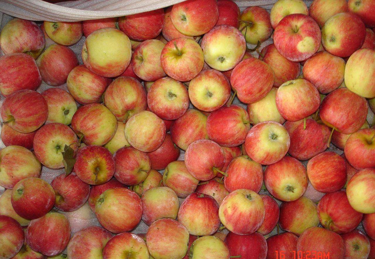 123小苹果是沙果吗,沙果和小苹果的