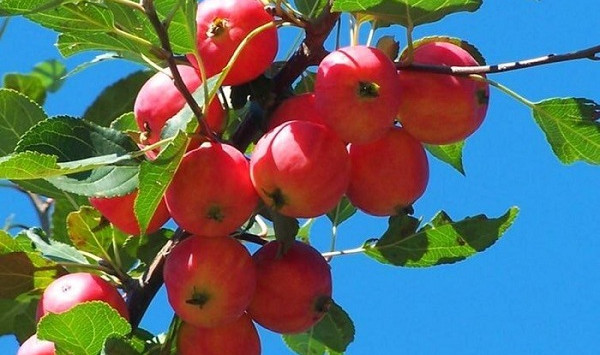 水果沙果是什么样子的水果,长的跟沙果相似的水果