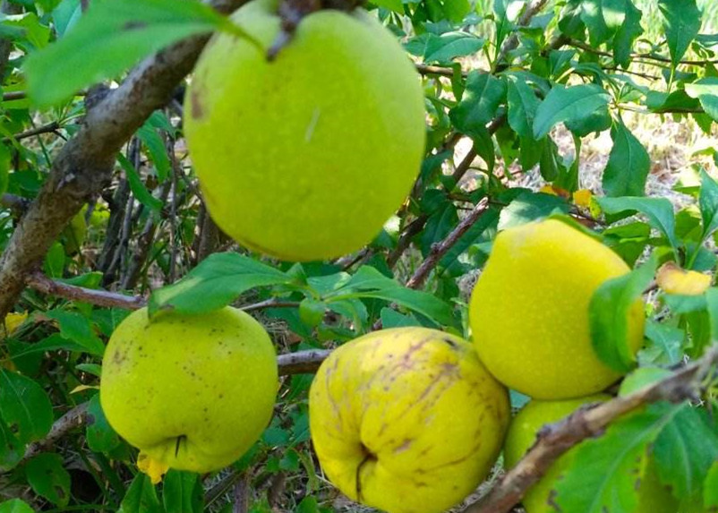 贴梗海棠的果实怎样泡酒,贴梗海棠泡酒方法