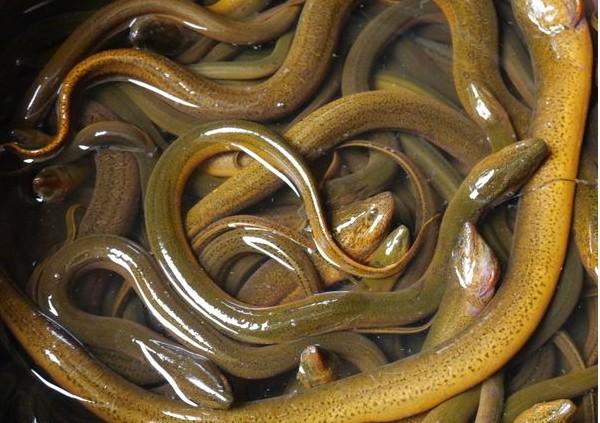 孟加拉黄鳝是野生的吗,孟加拉黄鳝生长情况