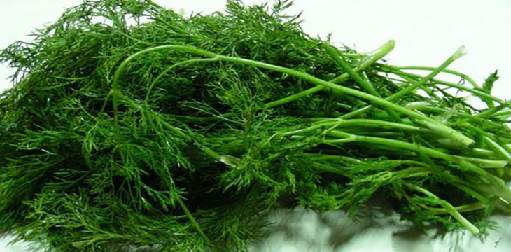 茴香的叶子黑了是否可以食用,孕妇可以少量食用茴香嘛