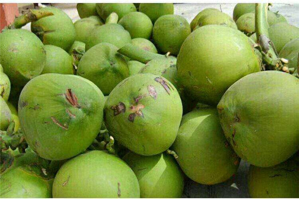 椰子是发物吗,孕妇能不能喝椰汁