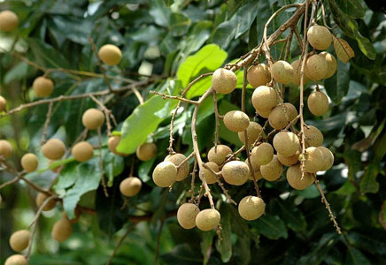 龙眼保鲜方法,龙眼干应该如何保存