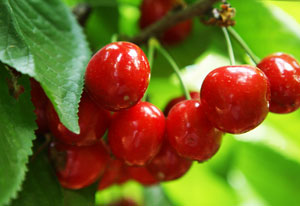 樱桃图片,樱桃干图片,樱桃树图片