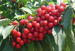 樱桃图片,樱桃干图片,樱桃树图片