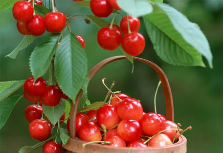 樱桃的功效与作用,樱桃的营养价值