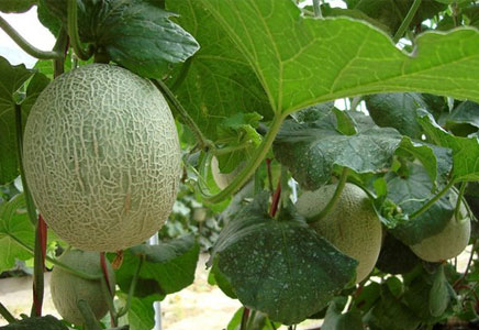 哈密瓜吃多上火吗,哈密瓜的热量多少