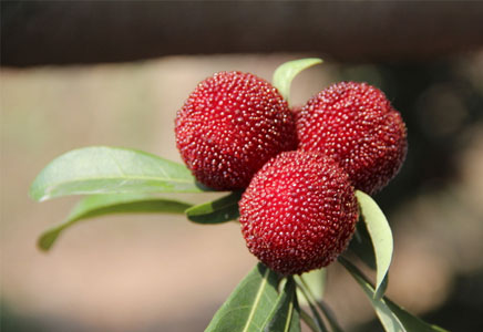 杨梅什么时候上市,杨梅树几年结果