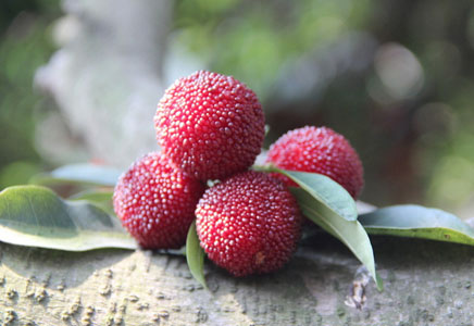 杨梅怎么吃好呢,杨梅怎么洗呢