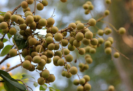 龙眼可以快递吗,龙眼可以放冰箱吗