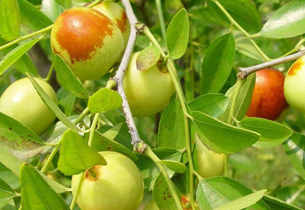 蜜枣图片,蜜枣的功效与作用,蜜枣的营养价值