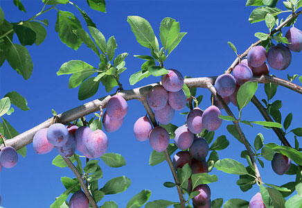 梅子减肥有效果吗,减肥梅子的副作用