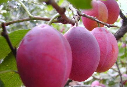 宝宝可以吃西梅吗,乌梅和西梅的区别