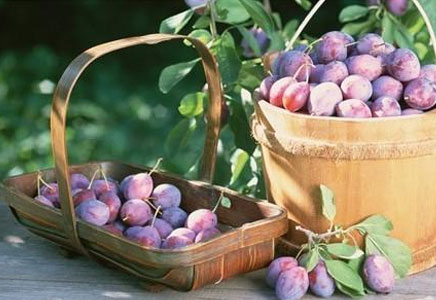 西梅是水果吗,便秘能吃西梅吗