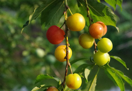李子图片,李子树长怎样,李子会开花吗