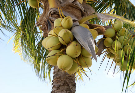 椰子图片,椰子树图片,椰子树的价值