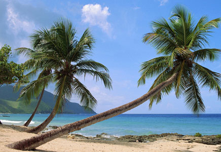 椰子图片,椰子树图片,椰子树的价值