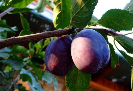 西梅图片,西梅开花图片,西梅可以减肥吗