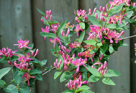 西梅图片,西梅开花图片,西梅可以减肥吗