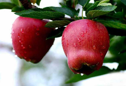 蛇果的皮可以吃吗,吃蛇果有什么好处