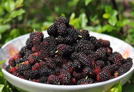 孕妇可以吃桑葚吗,孕妇吃桑葚的好处