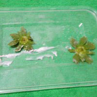 超萌可爱的草莓圣诞老人,草莓圣诞老人的做法