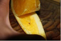 橙子水果拼盘图片,橙子拼盘怎么做