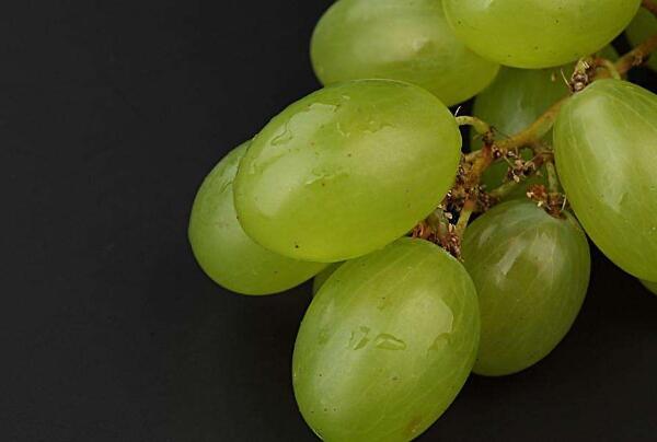 青提子功效与作用 吃提子上火吗(凉性水果不上火