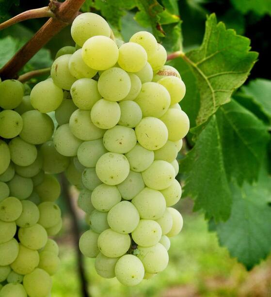 葡萄种类有哪些,葡萄的品种图片及名称大全