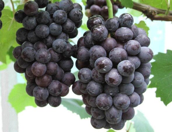 葡萄种类有哪些,葡萄的品种图片及名称大全