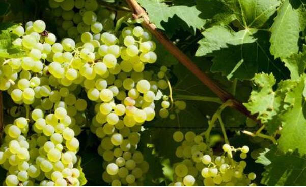 葡萄图片,葡萄苗图片,葡萄藤及葡萄籽图片