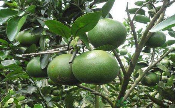 葡萄柚图片,葡萄柚树图片,葡萄柚汁图片