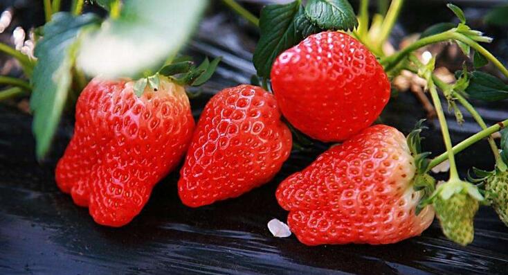 草莓图片,草莓开花图片,野草莓图片