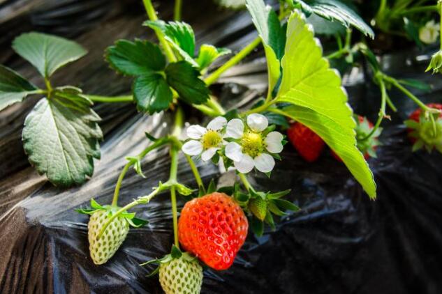 草莓图片,草莓开花图片,野草莓图片