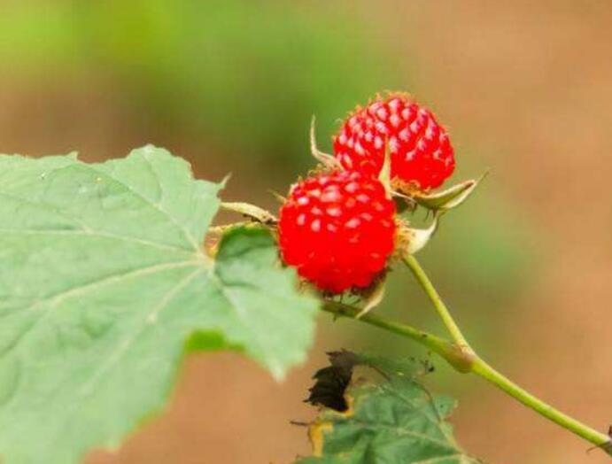 草莓图片,草莓开花图片,野草莓图片